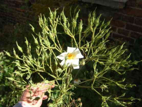 Rosa moschata