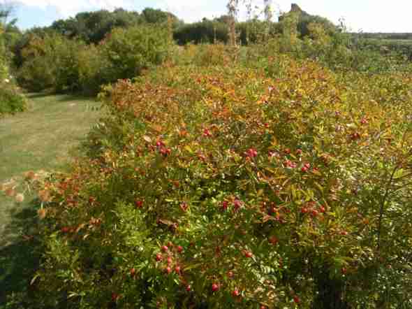 Rosa nitida