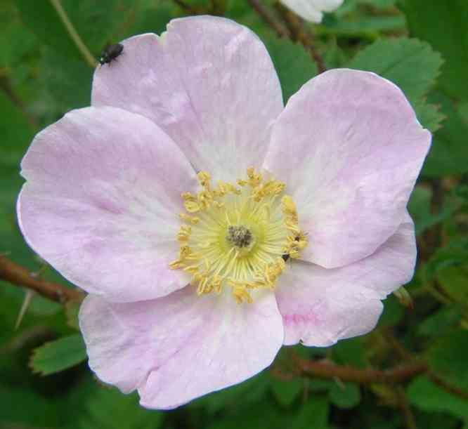Rosa nutkana Blüte, Nahaufnahme