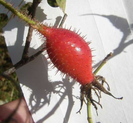 Rosa villosa x sp.