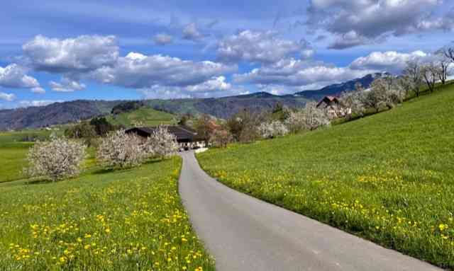 Kirschblüte, blühende Fettwiesen, Schweiz, Mitte April 2023.