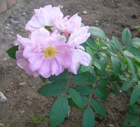 ‘Sointu’
