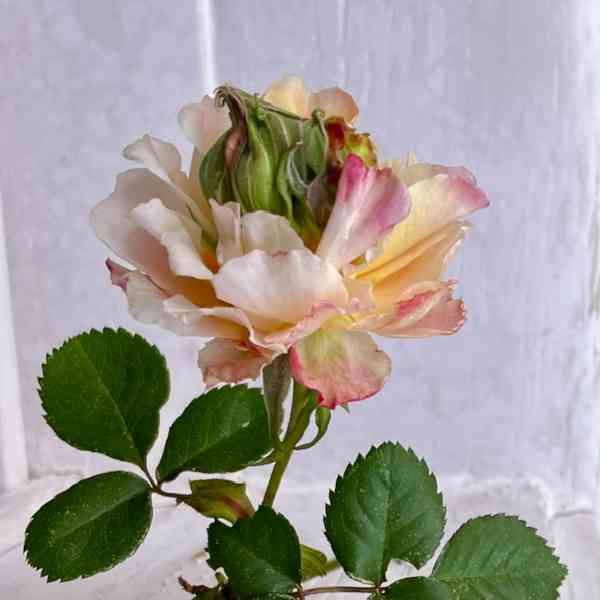 Sprossung bei ‘Crown Princess Margareta’, andere Ansicht.